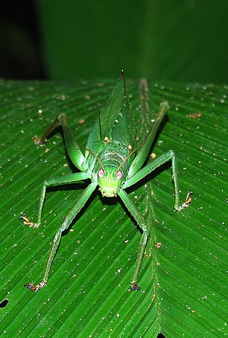 Gichodi Insect Photo Gallery