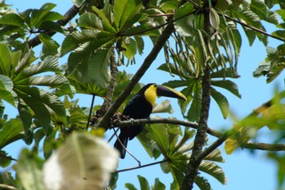 Tucan